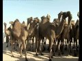 حلقة 19 مهرجان الموروث الشعبي 2012 قناة العربي 