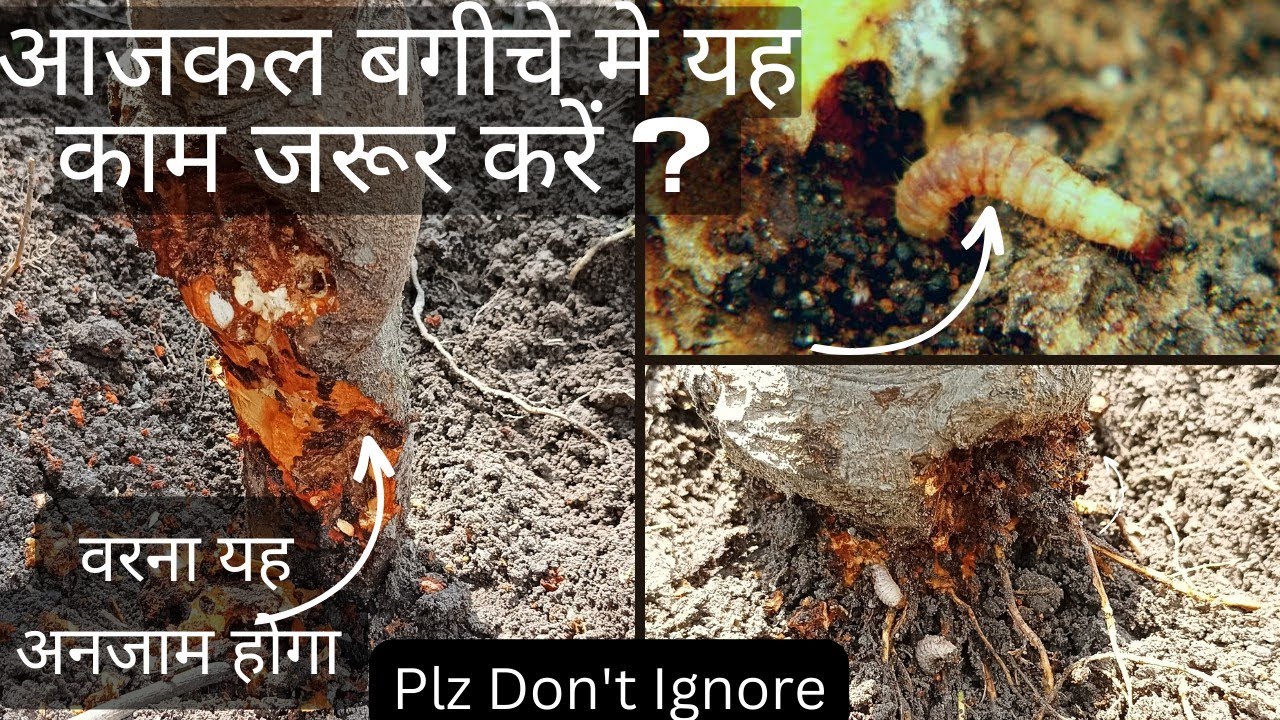 Stem Borer/Dogwood Borer !Attack & Its Treatment? Best Ever Solution?