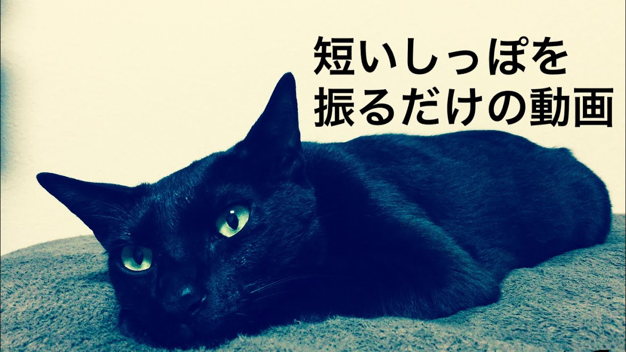 短いしっぽをふるだけの動画 黒猫 保護猫 愛猫 ジャパニーズボブテイル 日本猫 ワタシは ネコ派 Shorts Youtube