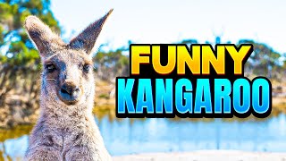 Cute Kangaroo In Native Australian Nature