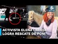 Rescatan a poni que sufría maltrato en Hidalgo; Elena Larrea pide cárcel para el agresor