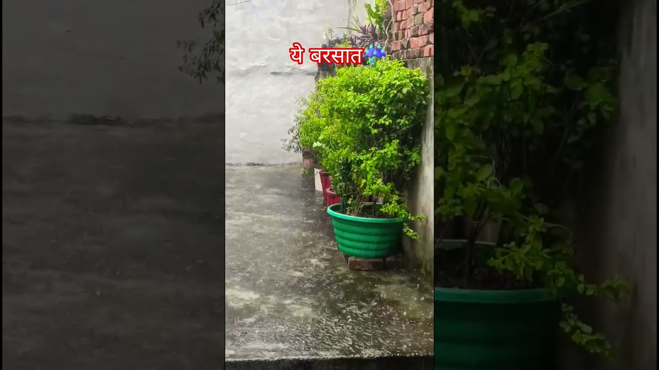 🌱 अबकी बार पौधों को बहुत बारिश मिल रही हैं ☔🪴💯👌👍 ||#garden #song #rain #plants #trending #shorts