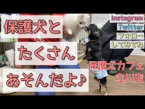 保護犬カフェ立川店へ行ってきたよ♪【可愛いロングコートチワワのウルくん】