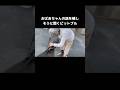 おばあちゃんのお話を嬉しそうに一生懸命聞くピットブル #ピットブル #犬 #shorts