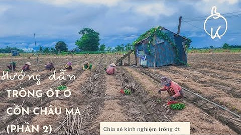HƯỚNG DẪN KỈ THUẬT TRỒNG ỚT Ở CỒN CHÂU MA phần 2