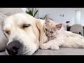 Annoying Tiny Kitten Wakes Up a Tired Golden Retriever