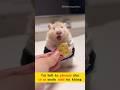 Tui biết ăn phomai đó nhe, có ai muốn nuôi tui ko 🧀🐭😍🥰 #trendingshorts #pets #viralvideo #hamster