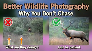 Why NOT to Chase Wildlife and Achieve Better Images