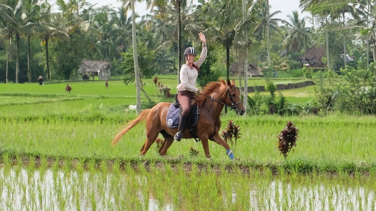 Ubud Horse Stables Horse Riding in Ubud Bali Official Video YouTube