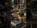 Тоска о утраченном. Одинокий друг на кладбище. #собака #печаль #память