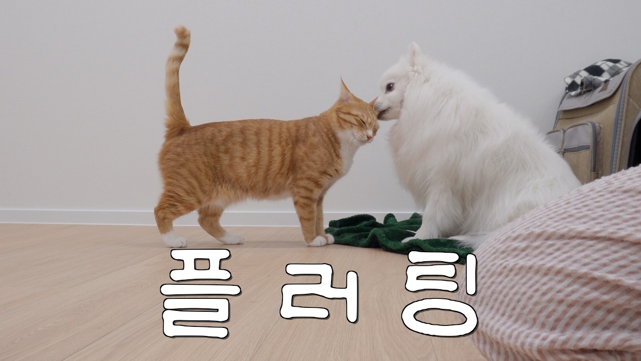 같은 애교인데 반응이 이렇게 다르다고?