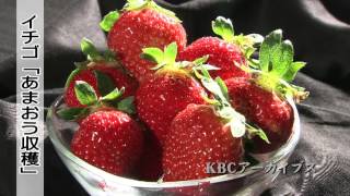 KBC映像販売「あまおう収穫」