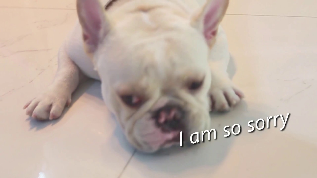 The Best Dyson V6 Replacement Battery Tattu New Product