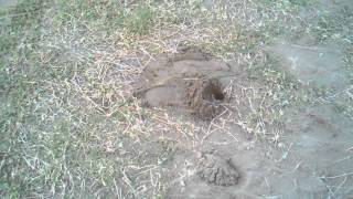 Freeze gopher