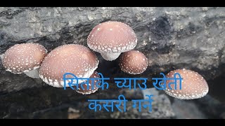 सिताके च्याउ खेती कसरी गर्ने  shiitake mushroom farming in nepal