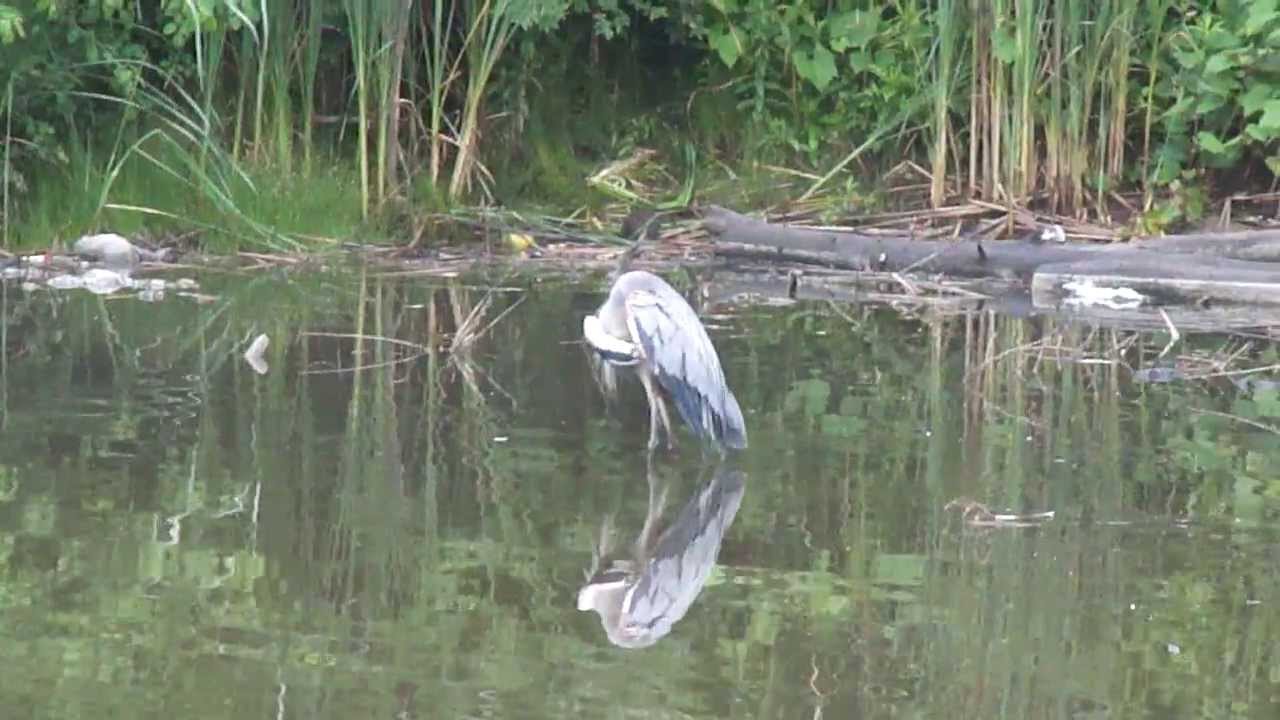 Heron Pro Approach by Anil Kumar