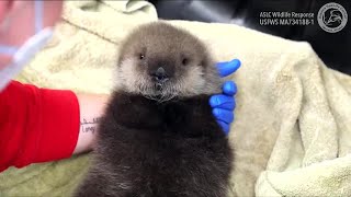 A baby otter is recovering at the Alaska SeaLife Center after its mother was killed by killer wha...