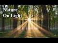 Walking Through Forest - Spring Soft Ambient - Stress Relief (3H Mix)