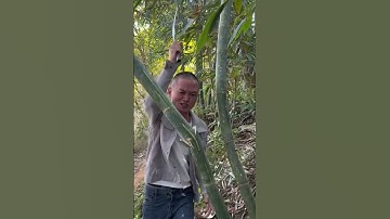 Vướng cây trên nên chặt luôn cây đó