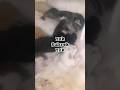 Kitten Berantem Berebut Nenen Lucu #shortvideo #kitten #kucinglucu #kucingkampung #catlover