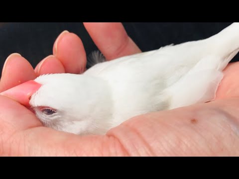 【文鳥】口ばしなでなで大好き 【Java sparrow】