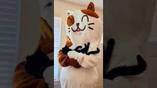 Download Lagu Book celebrity cat sitter Timothy starting 4/1 #cats  #cat #catshorts MP3 Download Lagu Book celebrity cat sitter Timothy starting 4/1 #cats  #cat #catshorts MP3