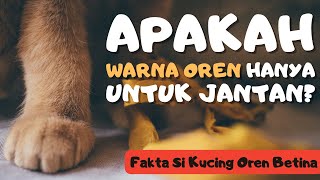 Apakah Kucing Oren Betina Langka? (Fakta Kucing Oren Betina)