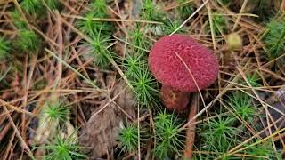 Painted Suillus Hunting