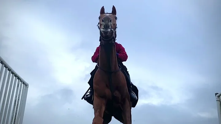 Horses Ace Rothstein and All About Alice jumping for the very first time.