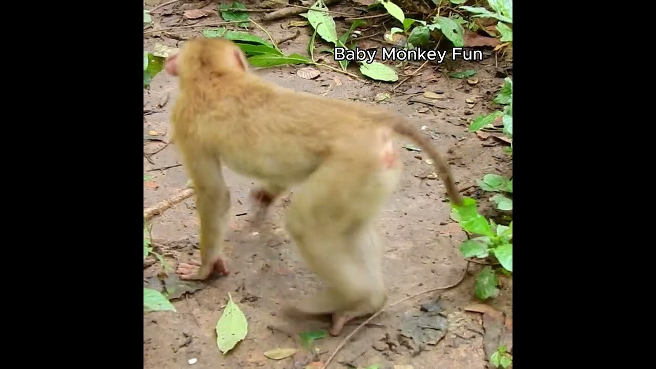 what a funny style juvenile monkey !