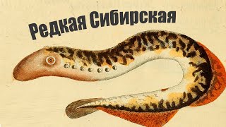 Самая необычная рыба Сибири! За что её так оценили и полюбили рыбаки?