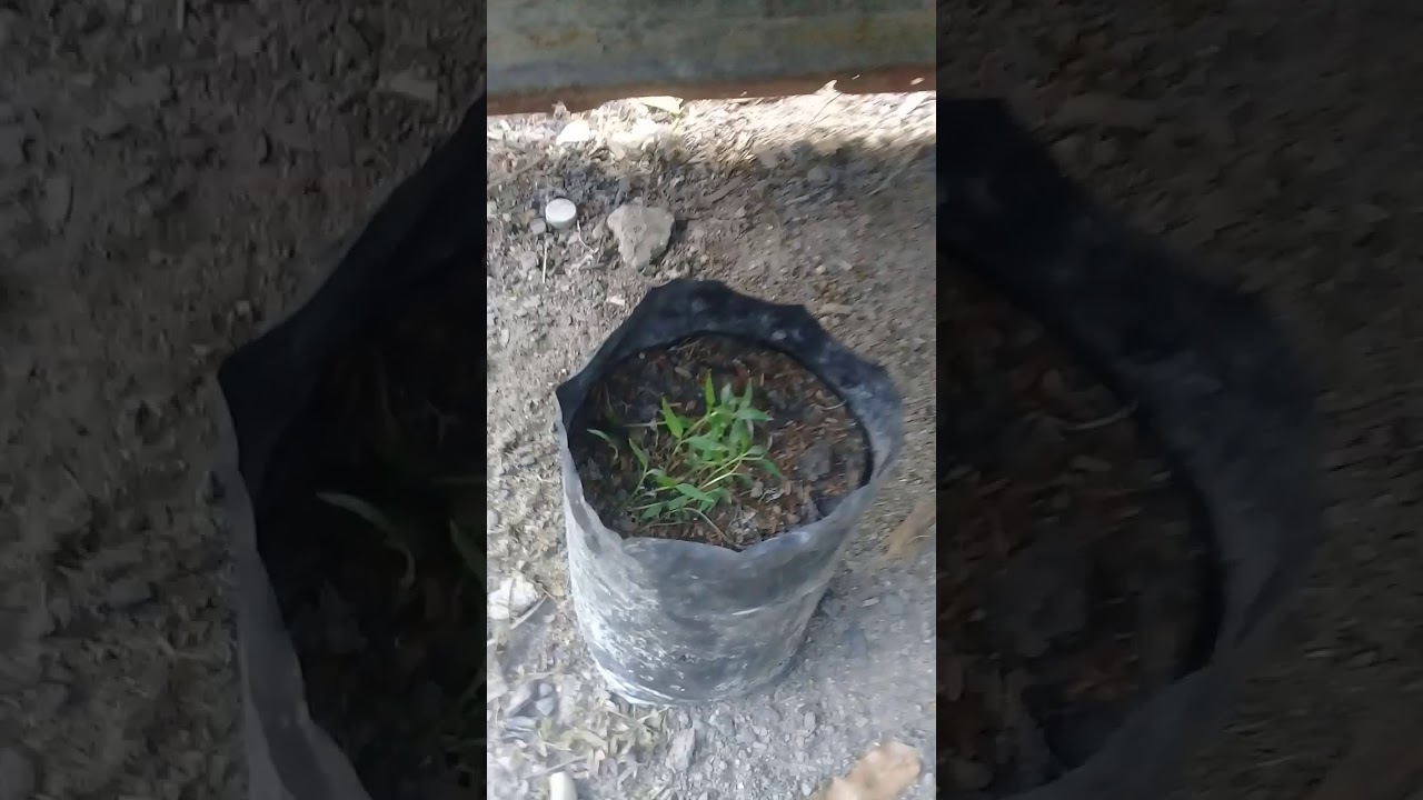 Cara semai cabe 