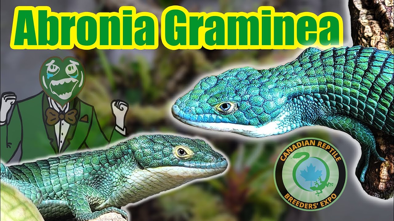I Got a Pair of Abronia Graminea | Reptile Expo