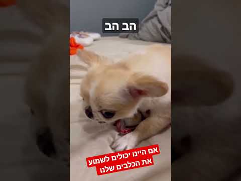 וִידֵאוֹ: האם כלבים יכולים לאכול שוש?