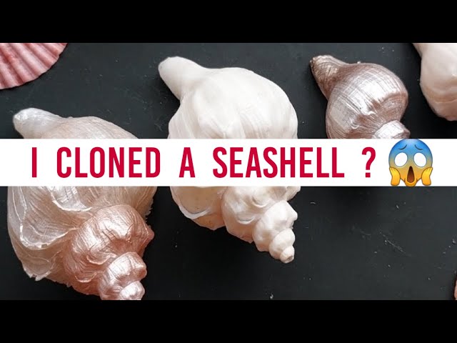 DIY 5 Ways to decorate seashells shells 