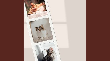 Tasteful Backdrops for Mysterious Cat