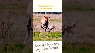 Antelopes take great CARE of their young ones #shorts #antelopes