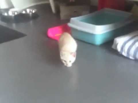 Francky Le Chaton Qui Fait Le Crabe Youtube