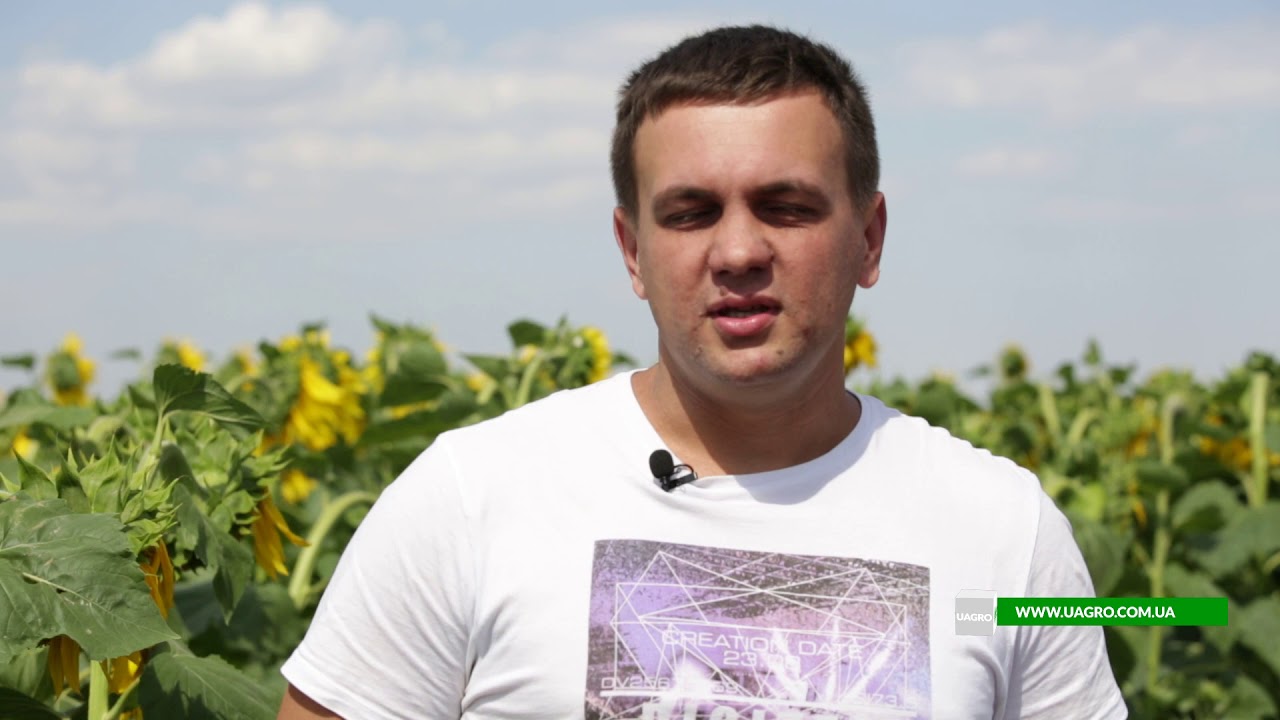 Голова на ниву