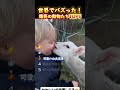 世界でバズった！爆笑の動物たち #おもしろ動画＃動物＃可愛い #面白集