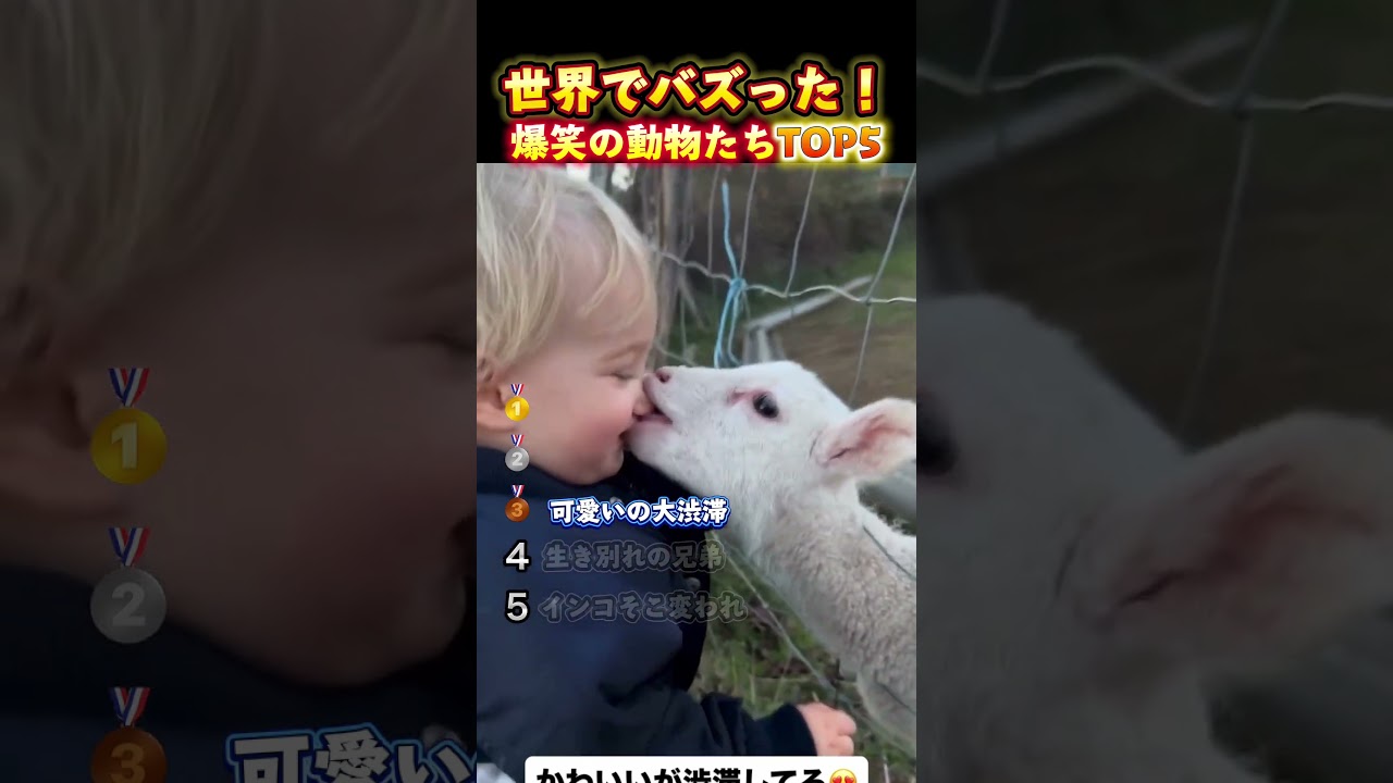 世界でバズった！爆笑の動物たち #おもしろ動画＃動物＃可愛い #面白集