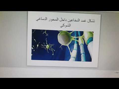 الألياف العصبية