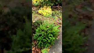 When its starts raining in vancouver canada. Look what it happens.....