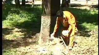 Mango mealybug alert for farmers