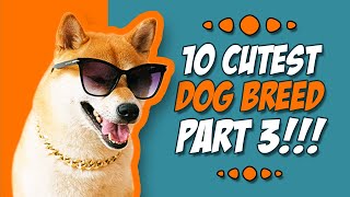 10 cutest dog breeds Part 3 | Cutest Dog Breeds from around the World! by Animal Fascination 424 views 2 months ago 11 minutes, 11 seconds