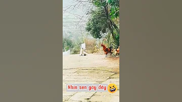 من عاشر قوم اربعين ليلة اصبح ديكا 