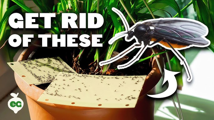 How to Get Rid of Gnats Indoor Garden: Effective Solutions