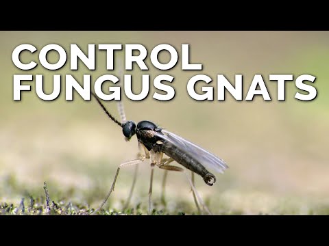 Video: Grybo uodų kontrolė ant vorinių augalų – kaip atsikratyti vorinių augalų grybų uodų