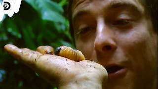 【ベア】人類が不味いと判断したものが全て “タンパク質” へと変わる、サバイバル飯集 /  Man vs Wild S2 ep7 (ディスカバリーチャンネル)