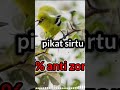 pikat sirtu dapatkan durasi lebih panjang #animal #bird #nature